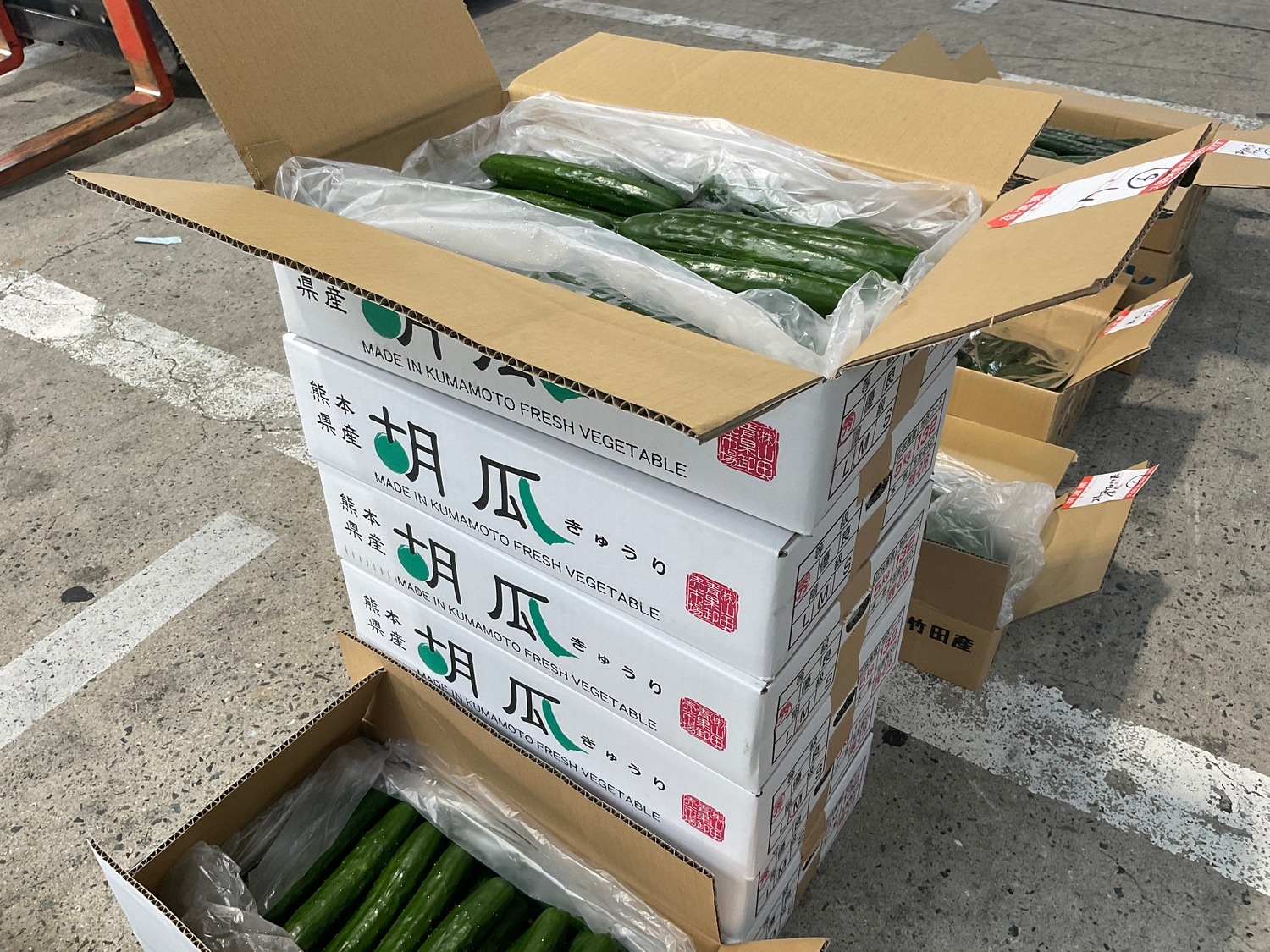 きゅうり ２本袋入り / L・Mサイズ