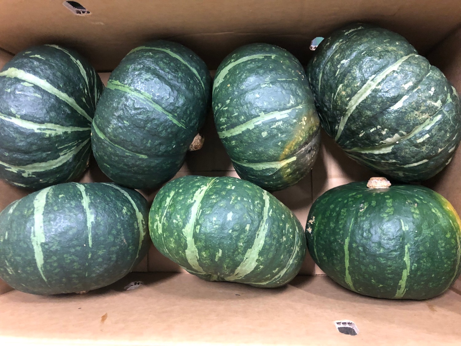 南瓜 　約２０００ｇ、たっぷり１玉