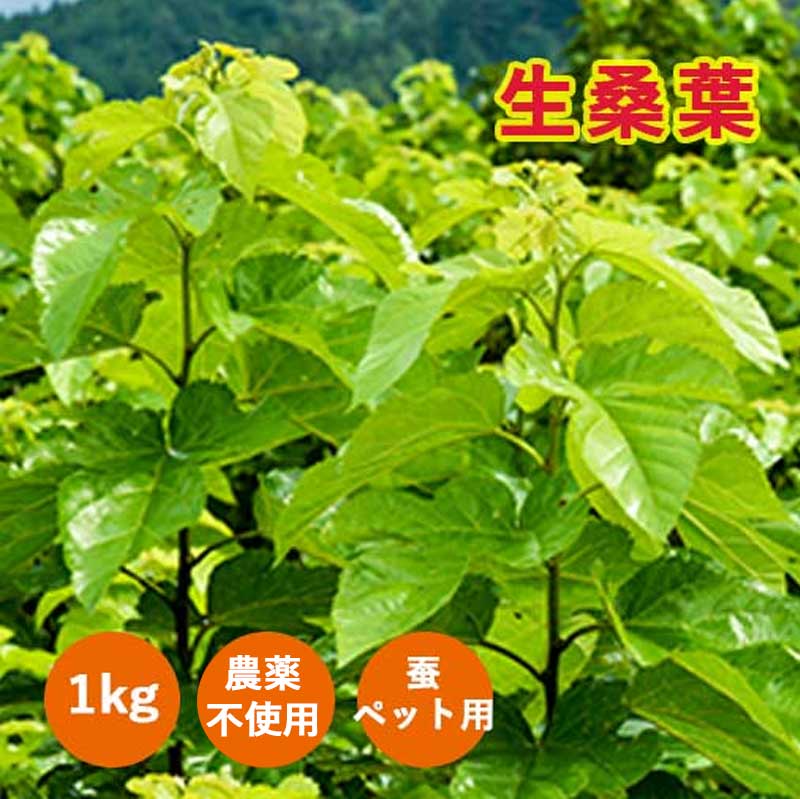 1kg 生桑葉 ペット・蚕のエサ
