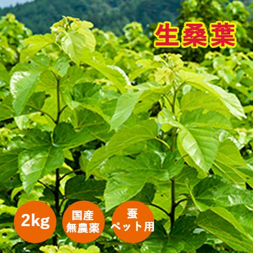 ２kg 生桑葉 ペット・蚕のエサ