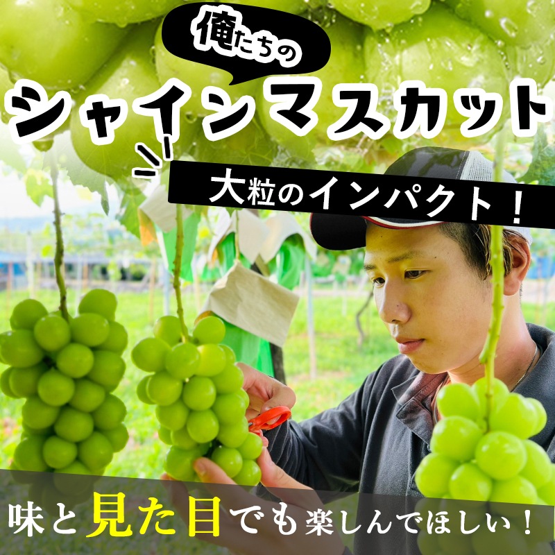 99♪山梨県勝沼産シャインマスカット１０ｋｇ 山梨県勝沼産のシャインマスカット。