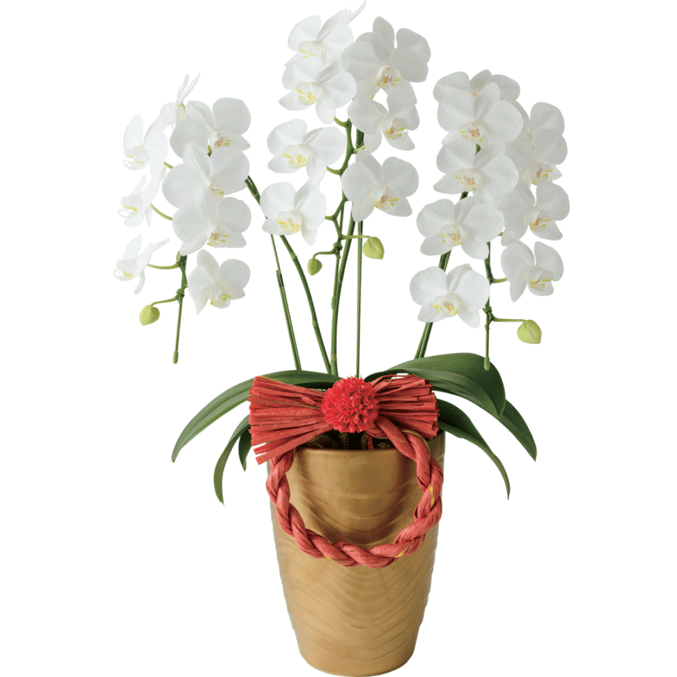 胡蝶蘭「アマビリス」３本立