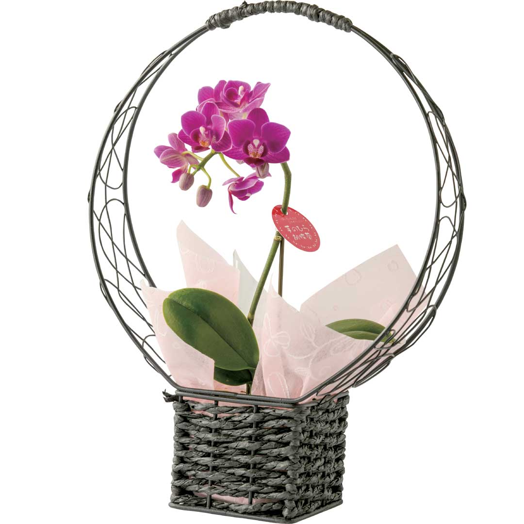 手のひら胡蝶蘭「Ｌｉａｎ」１本立　（桝結び）