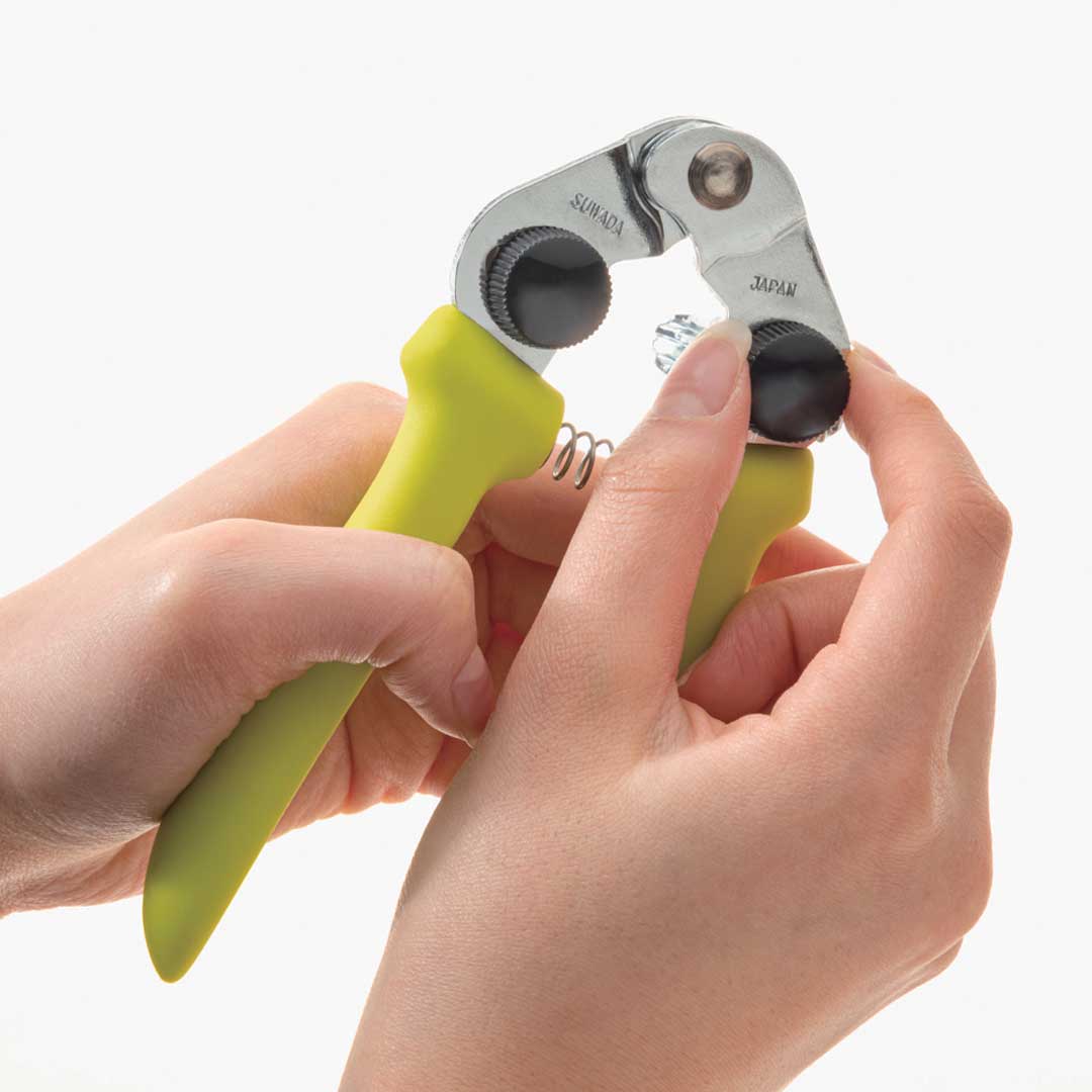 ぎんなんぼうず