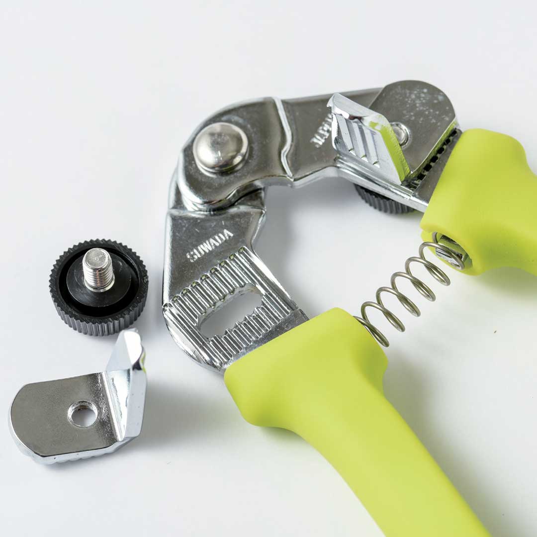 ぎんなんぼうず