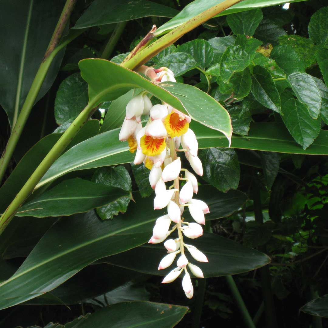 【手作り線香】月桃聞香（げっとうききこう）