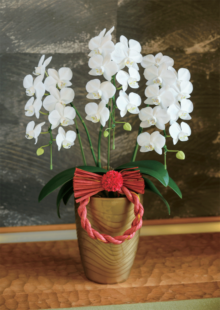 胡蝶蘭「アマビリス」３本立