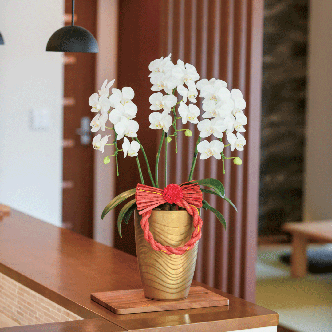 胡蝶蘭「アマビリス」３本立