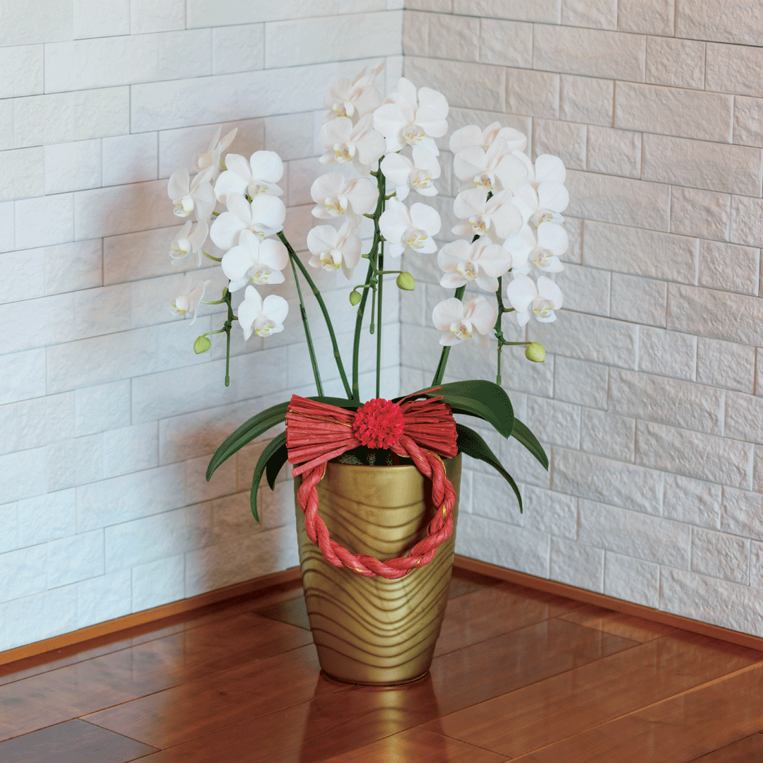 胡蝶蘭「アマビリス」３本立