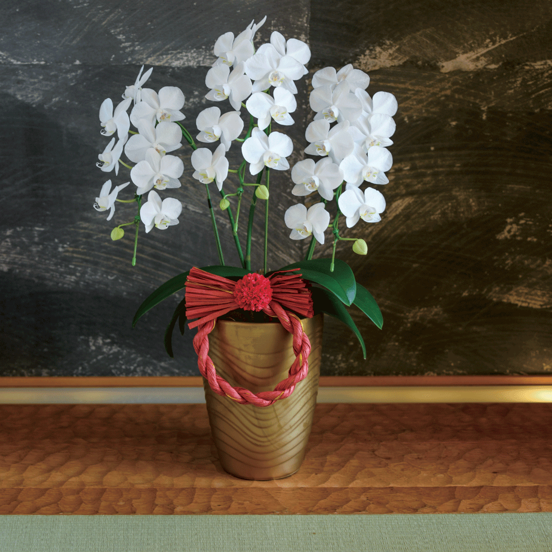 胡蝶蘭「アマビリス」３本立