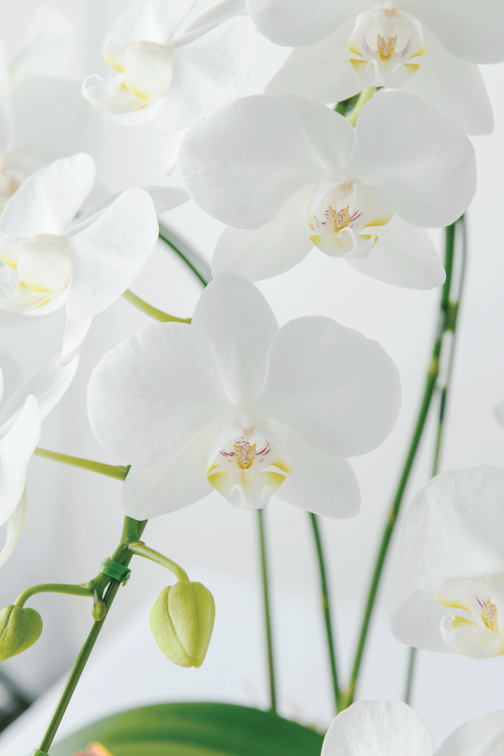 胡蝶蘭「アマビリス」３本立