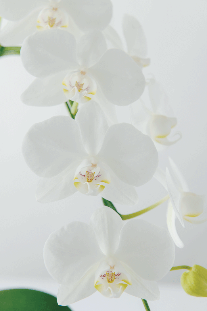 胡蝶蘭「アマビリス」３本立