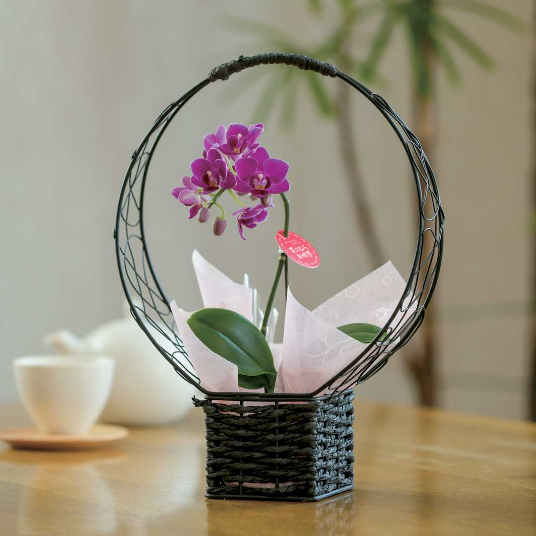 手のひら胡蝶蘭「Ｌｉａｎ」１本立　（桝結び）