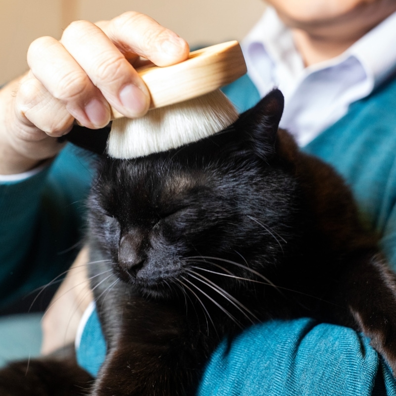 ねこぶらっしゅ｜その他ブラシ｜【晃祐堂】熊野筆オンラインショップ