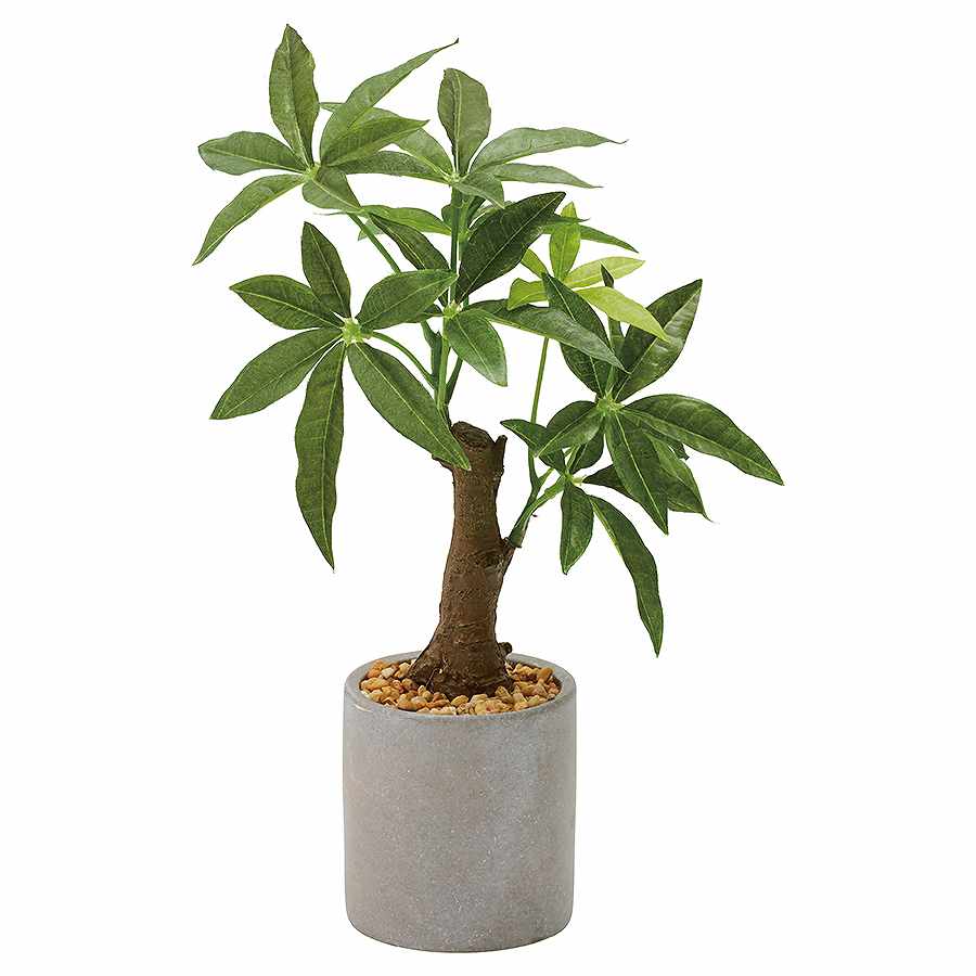 パキラセメントポット