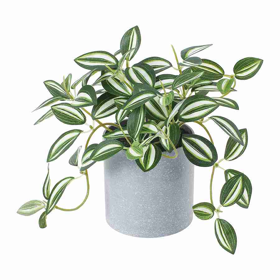 トラディスポット