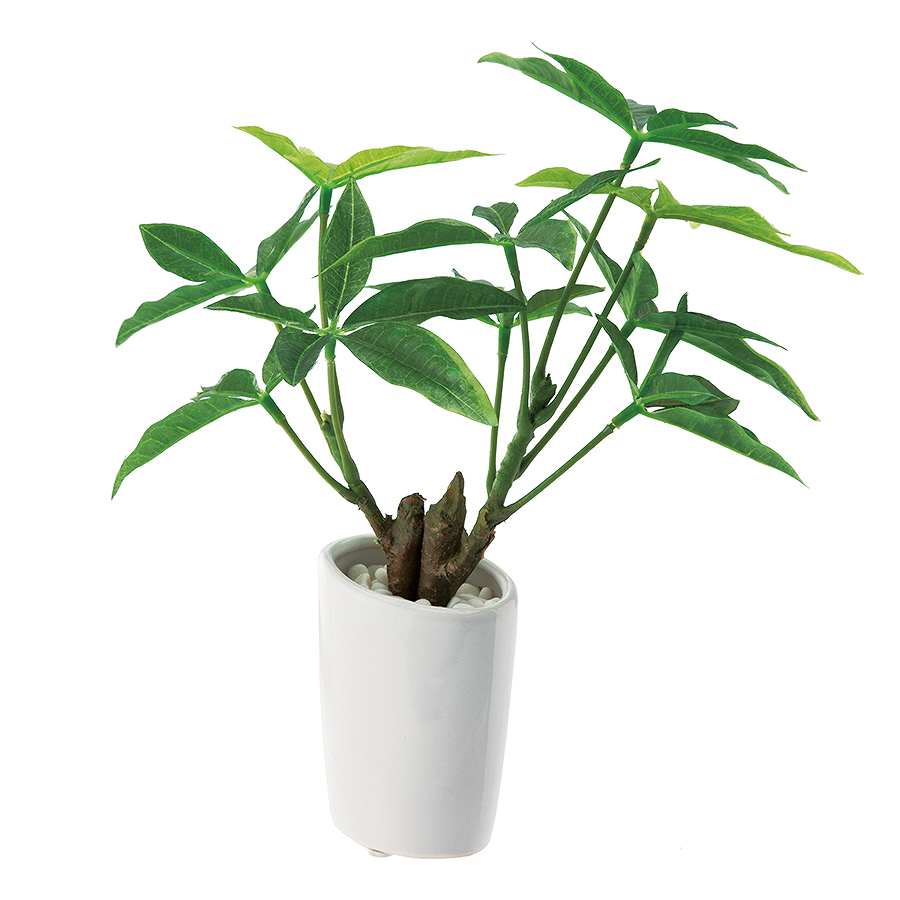 スリムパキラオーバルポット