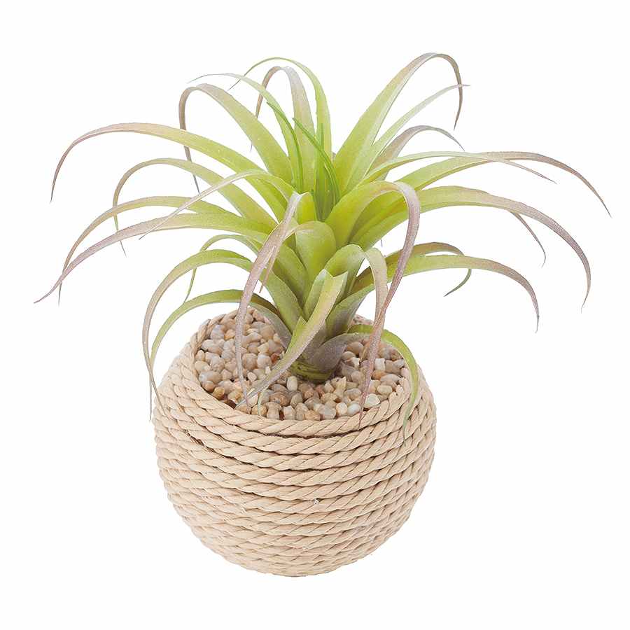 チランジアロープポット