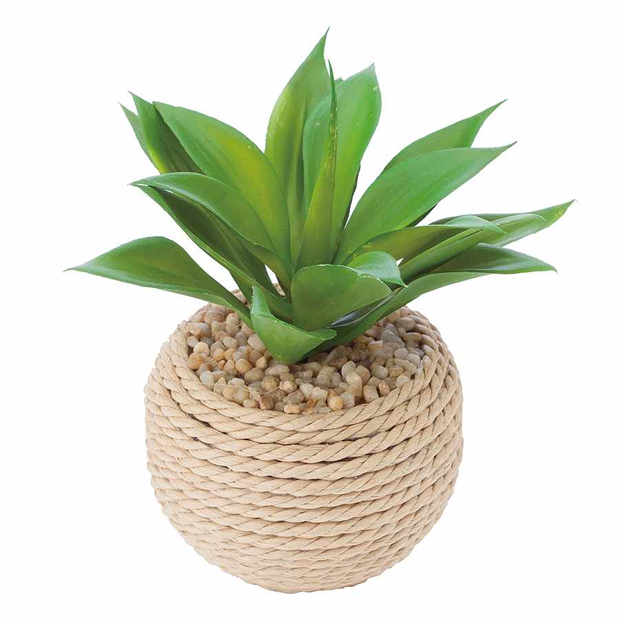 アガベロープポット