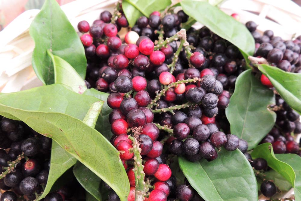 紅塩（べにしお）