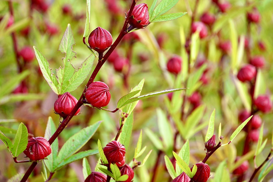 ハイビスカスジャム