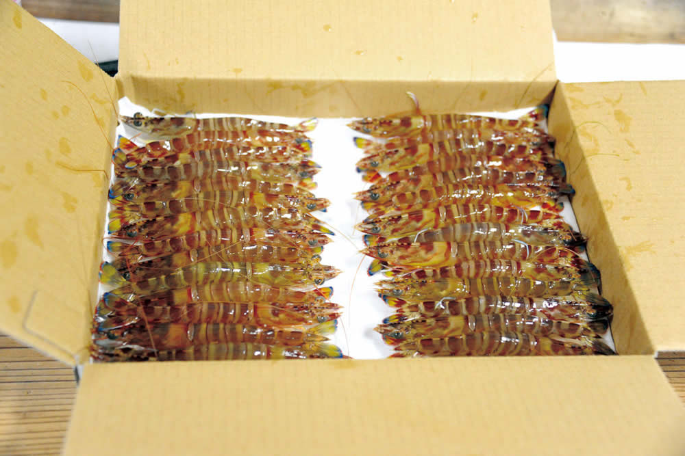 久米島産活〆冷凍車えび 750g
