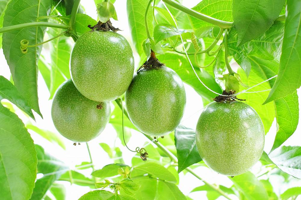 パッションフルーツジャム