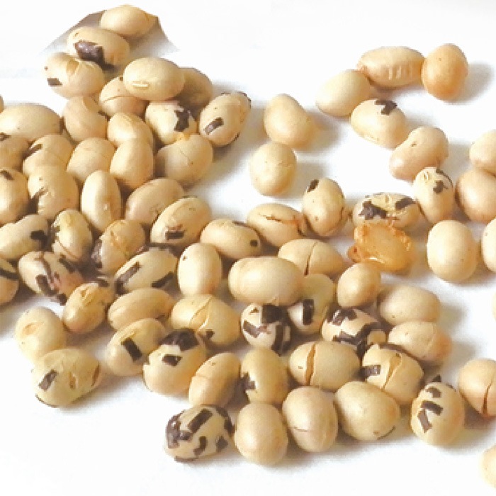 ��ʬ����ι�Ʀ�����Ŀ��Ҿ�Ȣ��80��