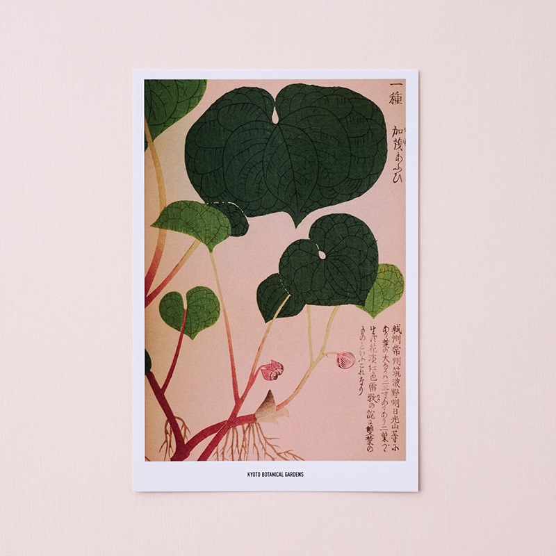 京都府立植物園 大森文庫 ポストカードセット | 京都府立植物園グッズ