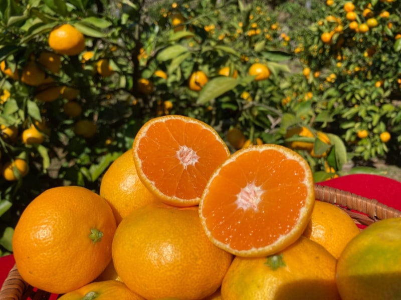 ¡Ú¿ôÎ̸ÂÄê/Á÷ÎÁ¹þ¤ß¡Û¤«¤´¤·¤ÞÇÀ½÷¤ÎÈþÌ£¤·¤¤¤ß¤«¤ó¡Ê4Ô¡Ë