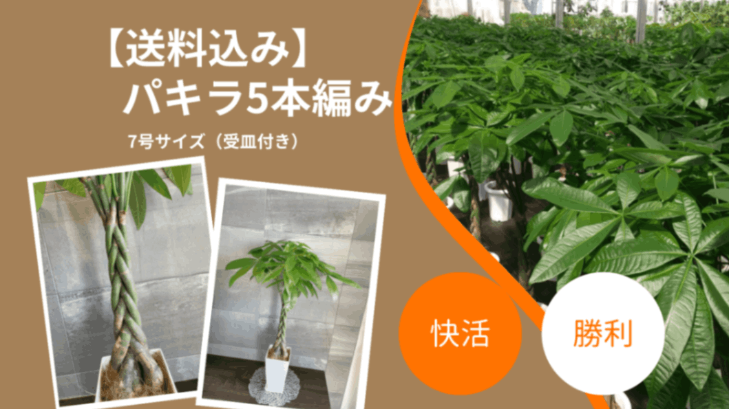 送料込み】パキラ5本編み 7号サイズ（受皿付き） | 送料込み商品