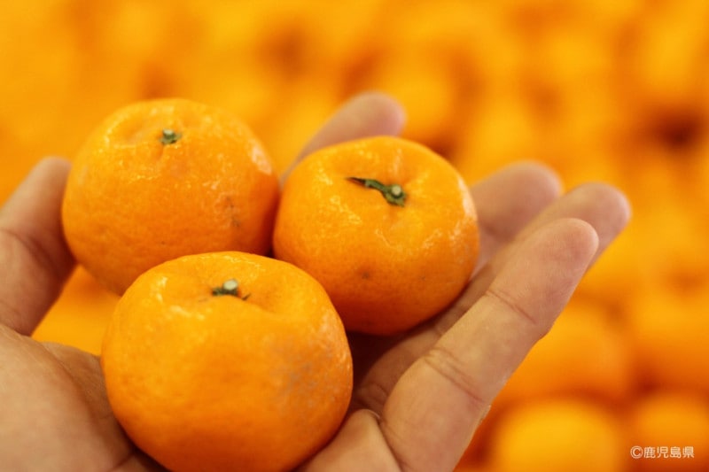 ¡Ú´ü´Ö¸ÂÄꡦͽÌóÈÎÇä¡ÛÃÓÅÄÇÀ±à¡¦¾®¤ß¤«¤ó¡¦3¥¥í