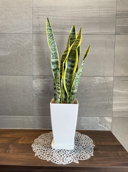 ���������ߡۥ��󥹥٥ꥢ���������ƥ������極�����ʼ����դ���