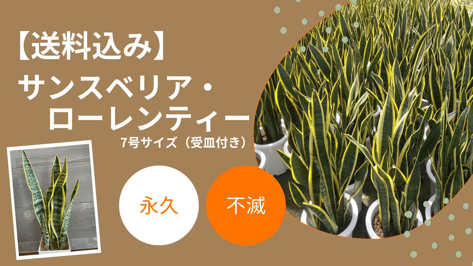 ���������ߡۥ��󥹥٥ꥢ���������ƥ������極�����ʼ����դ���