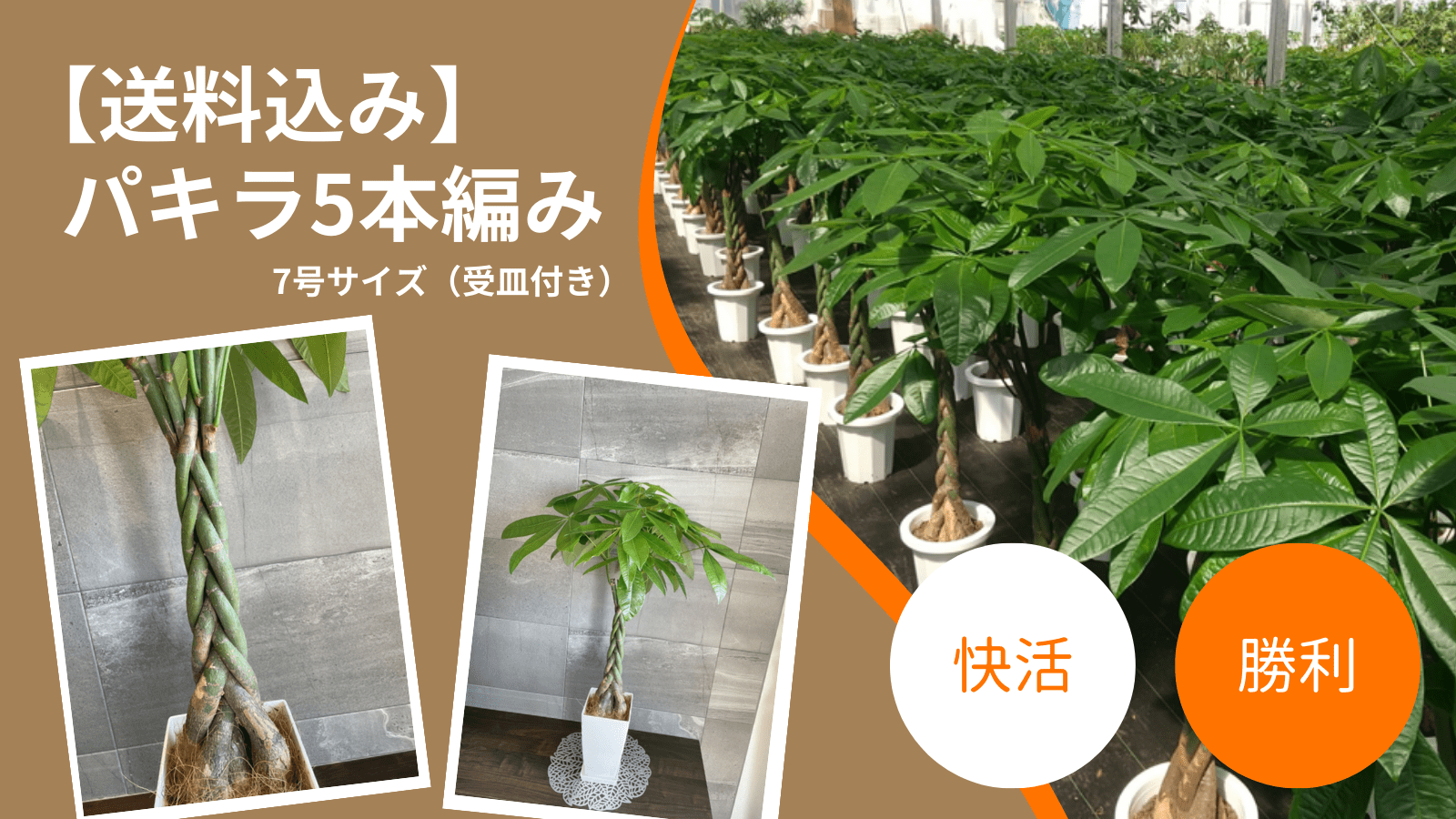 送料込み】パキラ5本編み 7号サイズ（受皿付き） | 送料込み商品