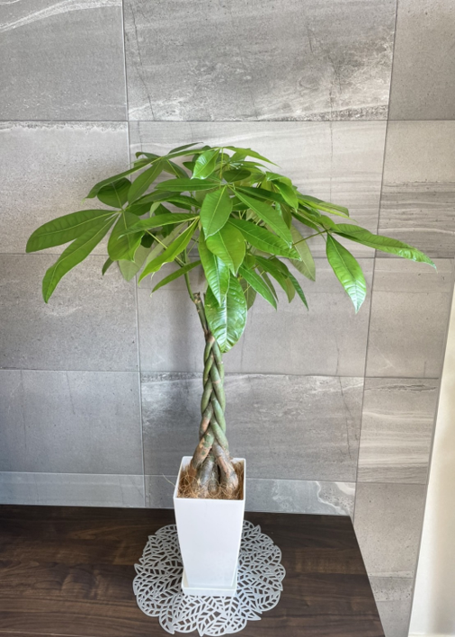 ���������ߡۥѥ��飵���Ԥ� ���極�����ʼ����դ���