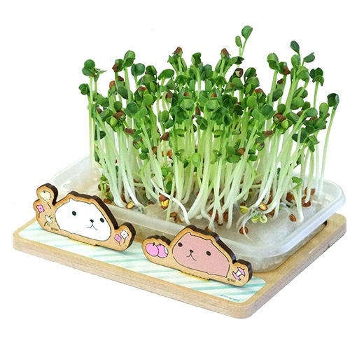 カピバラさん スプラウト栽培キット かいわれ大根 | 雑貨,雑貨その他