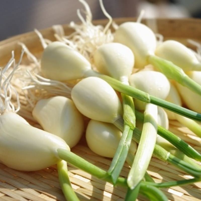 はねにんにく50個入り