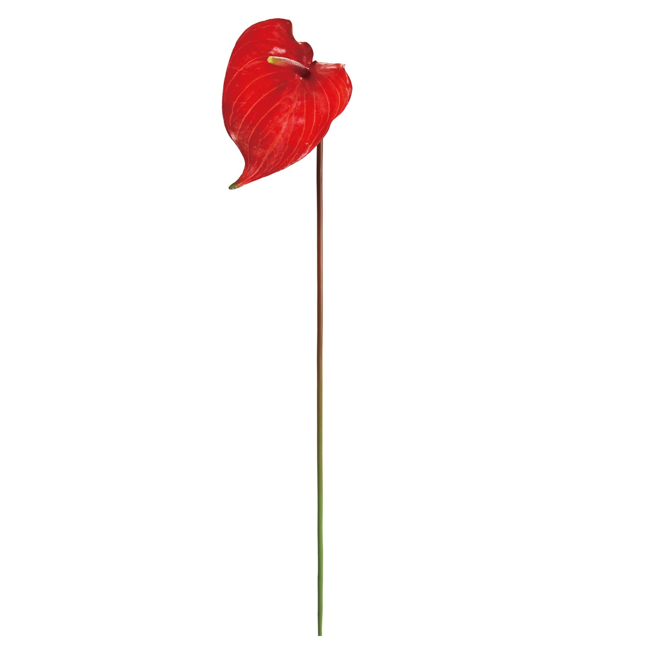 【激安激レア新品未開封見本盤非売品】花ホテル/麗花 8cm ASIA】-レア盤CD- 入荷希少な香港ポップス8cmシングルCDが9点