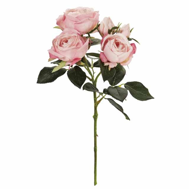 Flora - Rose 新品未開封 SD - 01 - Ace Flora KL