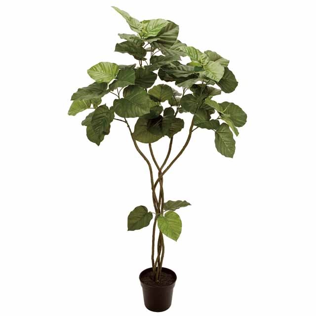 ☆AX☆ウンベラータ ツイスト 5F（東京堂／FG005226, FG5226