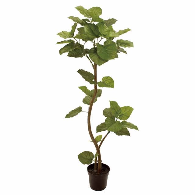 ☆AX☆ウンベラータ スパイラル 5F（東京堂／FG005229, FG5229