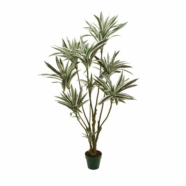 【XXL】寄植え　アレンジメント観葉植物　ドラセナ　クロトン　クリスタル製 XXL】寄植え アレンジメント観葉植物 ドラセナ クロトン