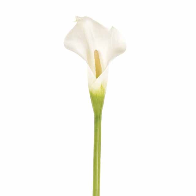 �����󥻥�ȥ��顼���͡��ۥ磻�ȡ����Ʋ��FW099052-001, FW99052�ˡڥ����ƥ��ե������ե��ʹ��¤�֡ˡ�