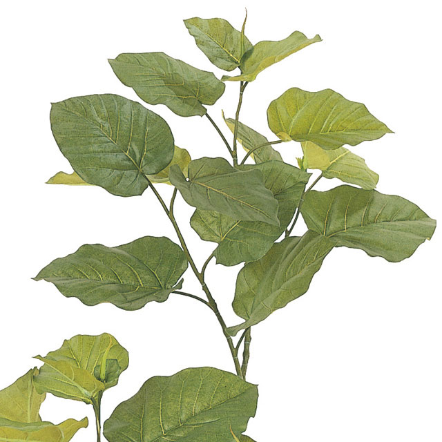 ����٥顼�� ���ơ����Ʋ��FG005227, FG5227�ˡڥ����ƥ��ե�����륰�꡼�󥢥�󥸡ʴ��տ�ʪ�ˡ�