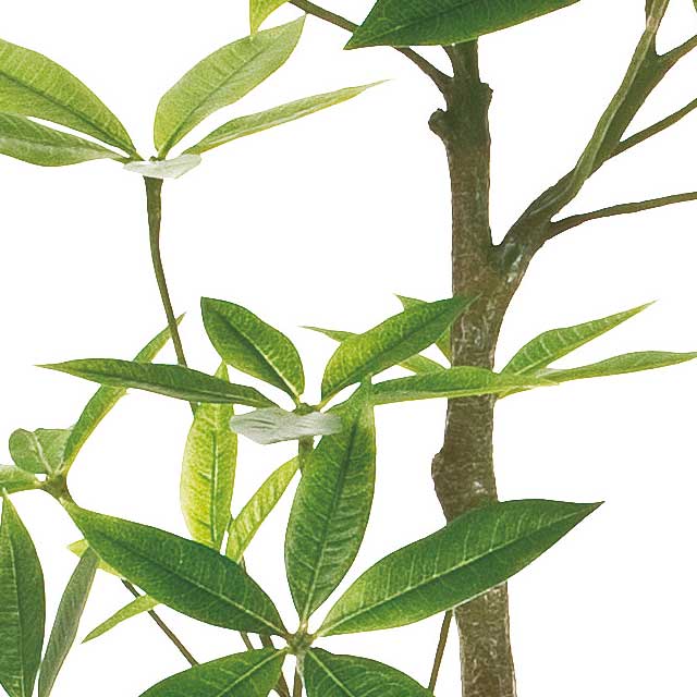 �ѥ��� ���ơ����Ʋ��FG022000, FG22000�ˡڥ����ƥ��ե�����륰�꡼�󥢥�󥸡ʴ��տ�ʪ�ˡ�