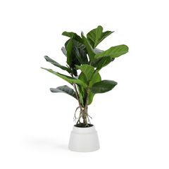 LYRATA �����ƥ��ե������ץ��ġ�H60��