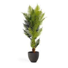 PALMERA fernpalm �����ƥ��ե������ץ��ġ�H150��