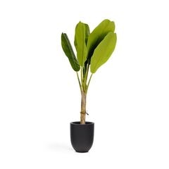 BANANO �����ƥ��ե������ץ��ġ�H160��