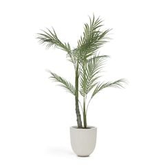 PALMERA palm tree�����ƥ��ե������ץ��ġ�H60��